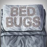 How To Avoid Getting Holiday Bed Bugs