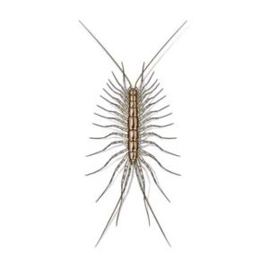 House centipede identification in Knoxville TN. Russell's Pest Control