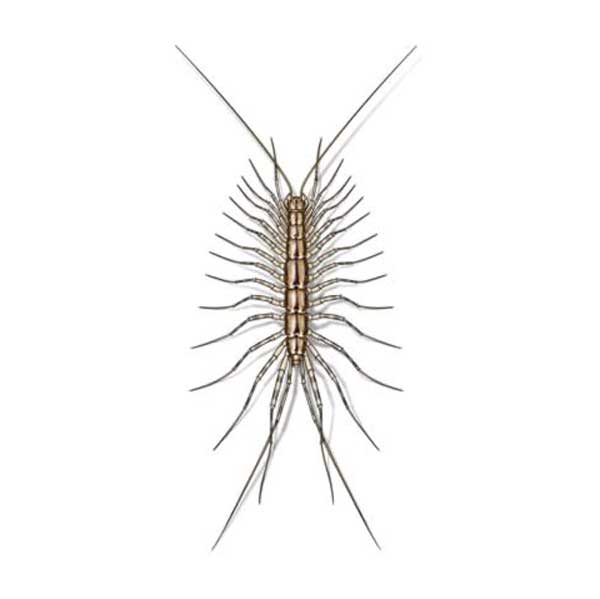 House centipede identification in Knoxville TN. Russell's Pest Control