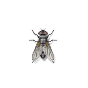House fly identification in Knoxville TN. Russell's Pest Control