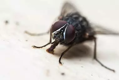 Are House Flies Dangerous?