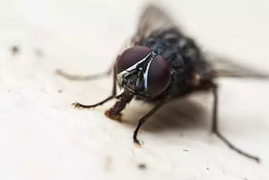 Flies Indoors  University of Maryland Extension