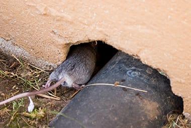 Minimizing Risk Of A Fall Mouse Invasion In Knoxville