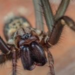 What To Do If Winter Spiders Invaded Your Knoxville Home