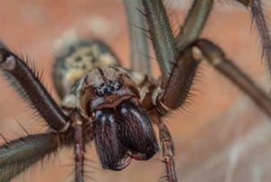 What To Do If Winter Spiders Invaded Your Knoxville Home