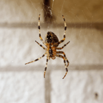 Simple Spider Prevention Tips