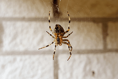 Simple Spider Prevention Tips