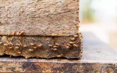 How to detect termites early with tips from Russell's Pest Control in Knoxville TN