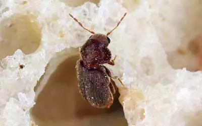 pantry beetles rid knoxville pest