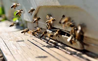 Identifying if you have a bee issue with Russell's Pest Control in Knoxville TN