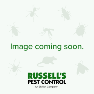 Thief ant identification in Knoxville TN. Russell's Pest Control