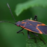 Think Outside The Box When It Comes To Boxelder Bugs