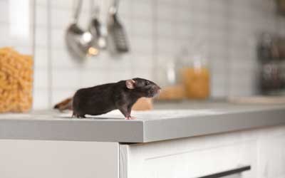 Keep rodents out of your home with Russell's Pest Control in Knoxville TN