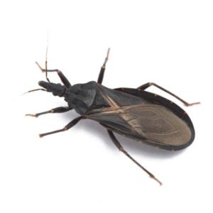 Kissing bug identification in Knoxville TN. Russell's Pest Control