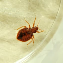 Bed Bugs... The Year-Round Pest