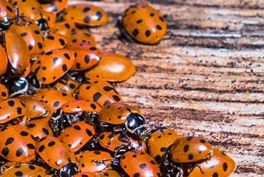 5 Ladybug Facts Most Knoxville Residents Do Not Know  