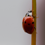 Ladybug Prevention Tips