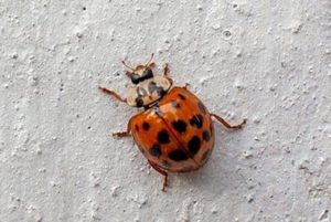 Why Are There Ladybugs In My Knoxville House In December?