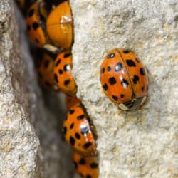 How To Prepare For… The Invasion Of The Ladybugs!