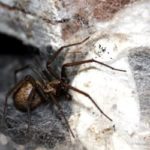 Spiders Predicting A Long Harsh Winter?