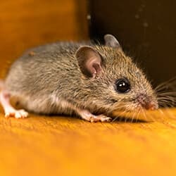 Winter Chill Forces Rodents And Other Small Pests Indoors