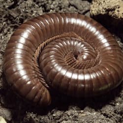 Centipede Or Millipede: Is It Really All In The Legs?