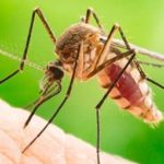 Why Call Russell's Pest Control For Mosquitoes Around Knoxville