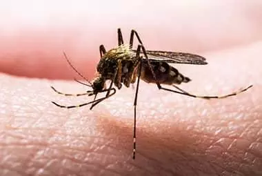 How Tennessee Residents Can Keep Their Yards Mosquito-Free This Summer