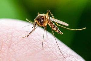 How to Tell if Professional Mosquito Control is Right for You
