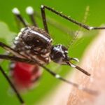 Why Professional Treatment Is Worth It For Mosquitoes In Tennessee
