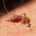 Everyone Is Talking About Zika