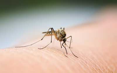 Russell's Pest Control provides mosquito control service in Knoxville, TN