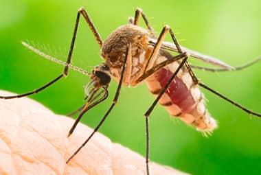 Why Call Russell's Pest Control For Mosquitoes Around Knoxville