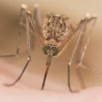 Doable Mosquito Prevention Tips For This Summer