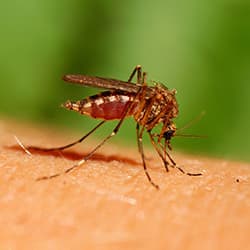 How To Reduce Mosquitoes On Your Property