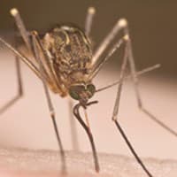 Mosquito Troubles In Knoxville