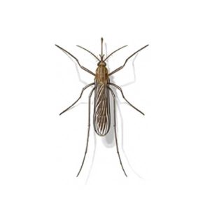 Mosquito identification in Knoxville TN. Russell's Pest Control