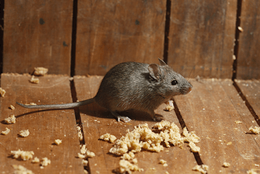 Why You Should Turn To The Rodent Control Professionals