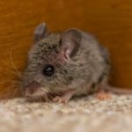 Rodent Awareness Week