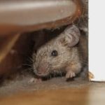 2 Big Reasons Overwintering Pests Come Inside