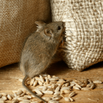 Why Rodents Enter Our Homes
