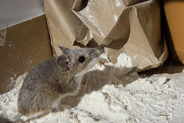 Tips To Avoid Summer Mice Problems