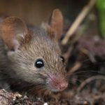Tips For Preventing Fall Rodent Infestations In Knoxville