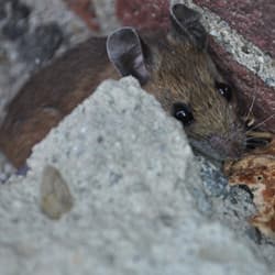 How To Keep Mice Out Of Your Tennessee Home This Fall