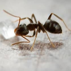 What Troubles Can Odorous House Ants Cause For You?