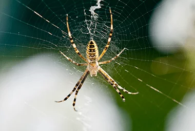 Why Nonvenomous House Spiders Are More Than Just A Nuisance