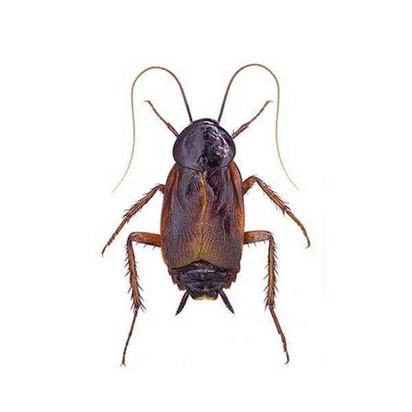 Oriental cockroach identification and information in Knoxville TN. Russell's Pest Control