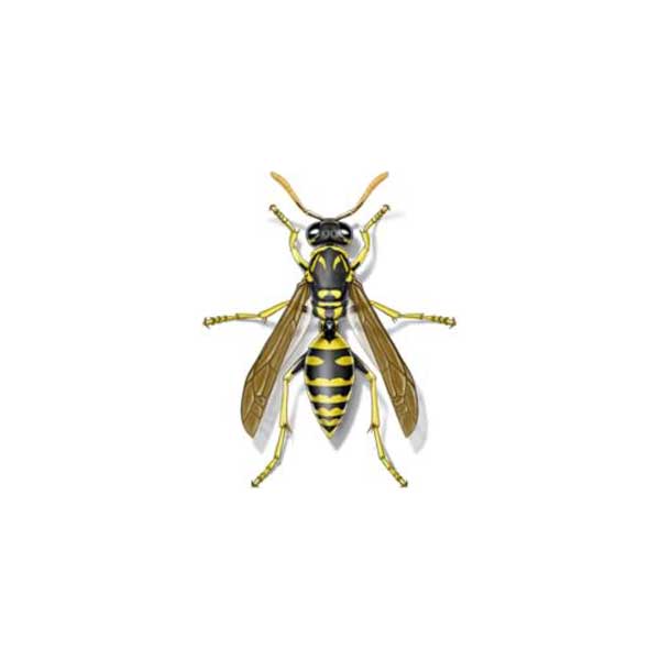 Paper wasp identification in Knoxville TN. Russell's Pest Control