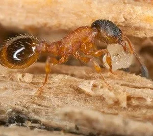 Thief ant crawling on a rough surface - Keep ants away from your property with Russell's Pest Control in TN