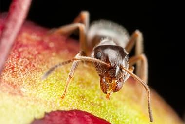 5 Tips For Knoxville Residents To Keep Spring Ants Out Of The Home